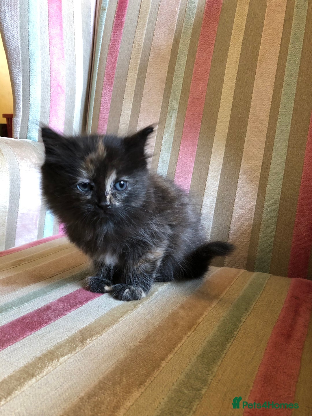 Mixed Breed cats for sale: Violet’s kittens - Image 7