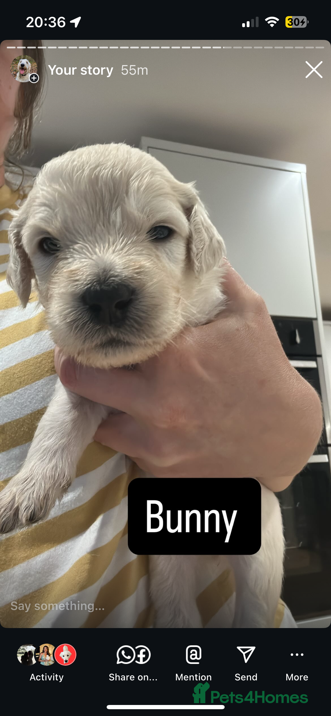 Double Doodle dogs for sale: Double doodles born 24/07/25 1 boy & 4 girls left - Image 23