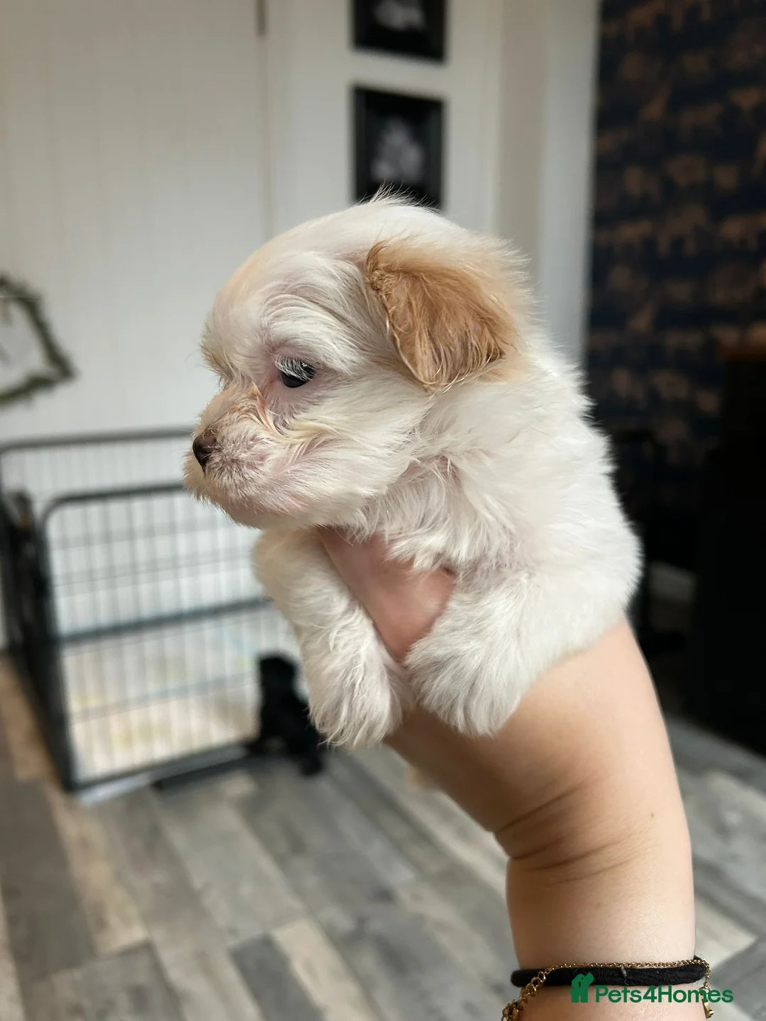 Havanese dogs for sale: Beautiful Havanese Puppies - Advert 9