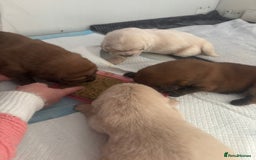 Tibetan Mastiff dogs for sale: Chinese Tibetan mastiff pups  - Image 32