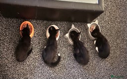 Mixed Breed cats for sale: British Bombay mixed  - Image 9