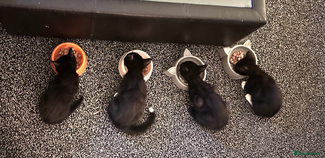 Mixed Breed cats for sale: British Bombay mixed  - Image 9