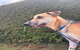 Mixed Breed dogs for adoption: JACK FOR ADOPTION OR FOSTER IN CORNWALL OR DEVON - Image 13