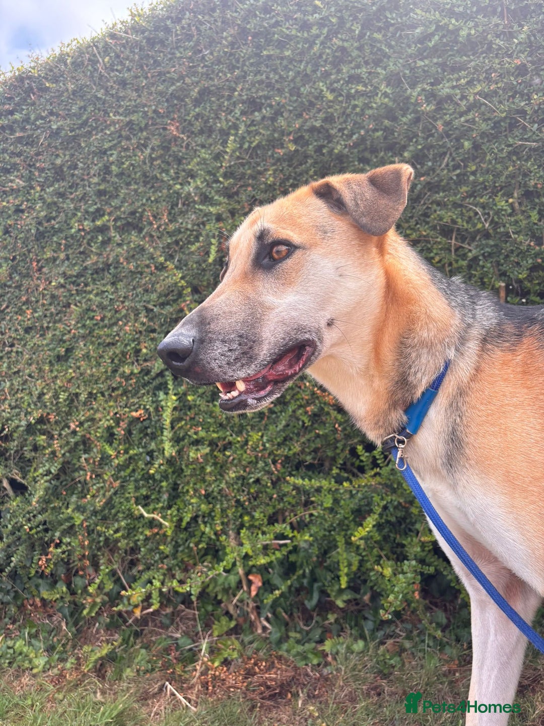 Mixed Breed dogs for adoption: JACK FOR ADOPTION OR FOSTER IN CORNWALL OR DEVON - Image 13