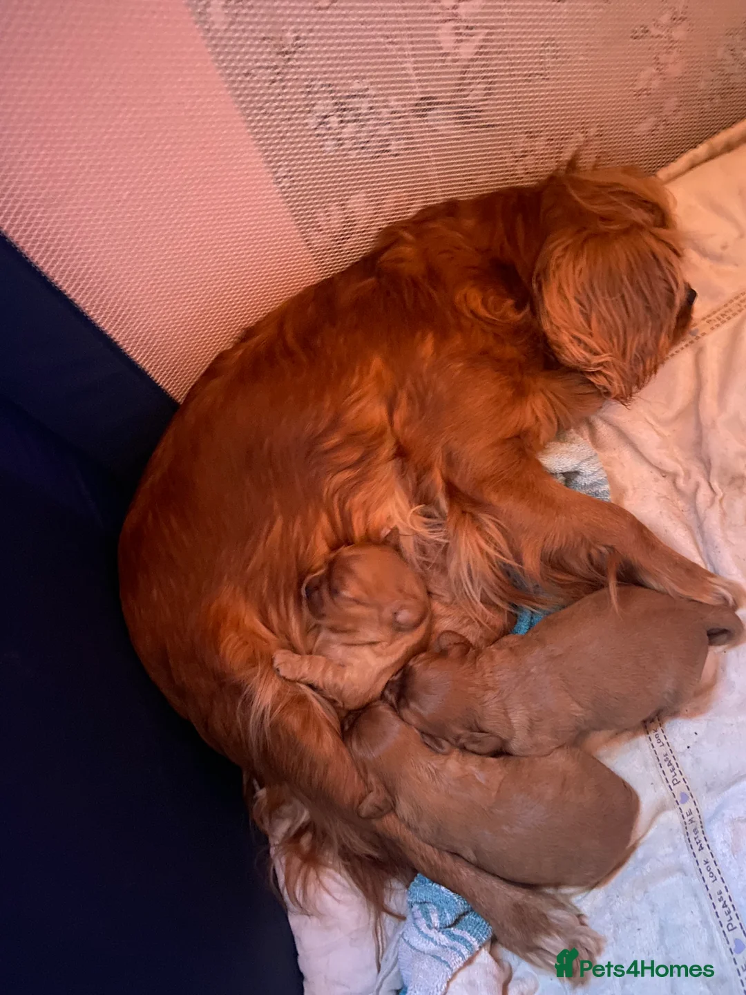 Cavalier King Charles Spaniel dogs for sale: Pure Ruby Red home bred pedigree Cavalier  - Advert 1