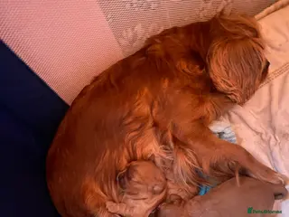 Cavalier King Charles Spaniel dogs Pure Ruby Red home bred pedigree Cavalier - Advert 1