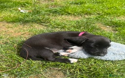 Mixed Breed dogs for sale: Dashound x beagle - Image 5