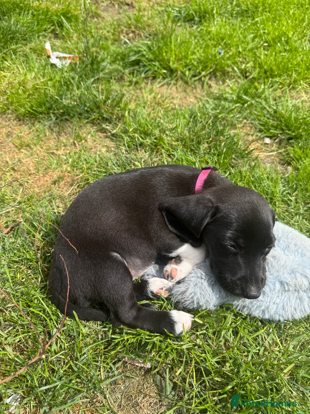 Mixed Breed dogs for sale: Dashound x beagle - Image 5