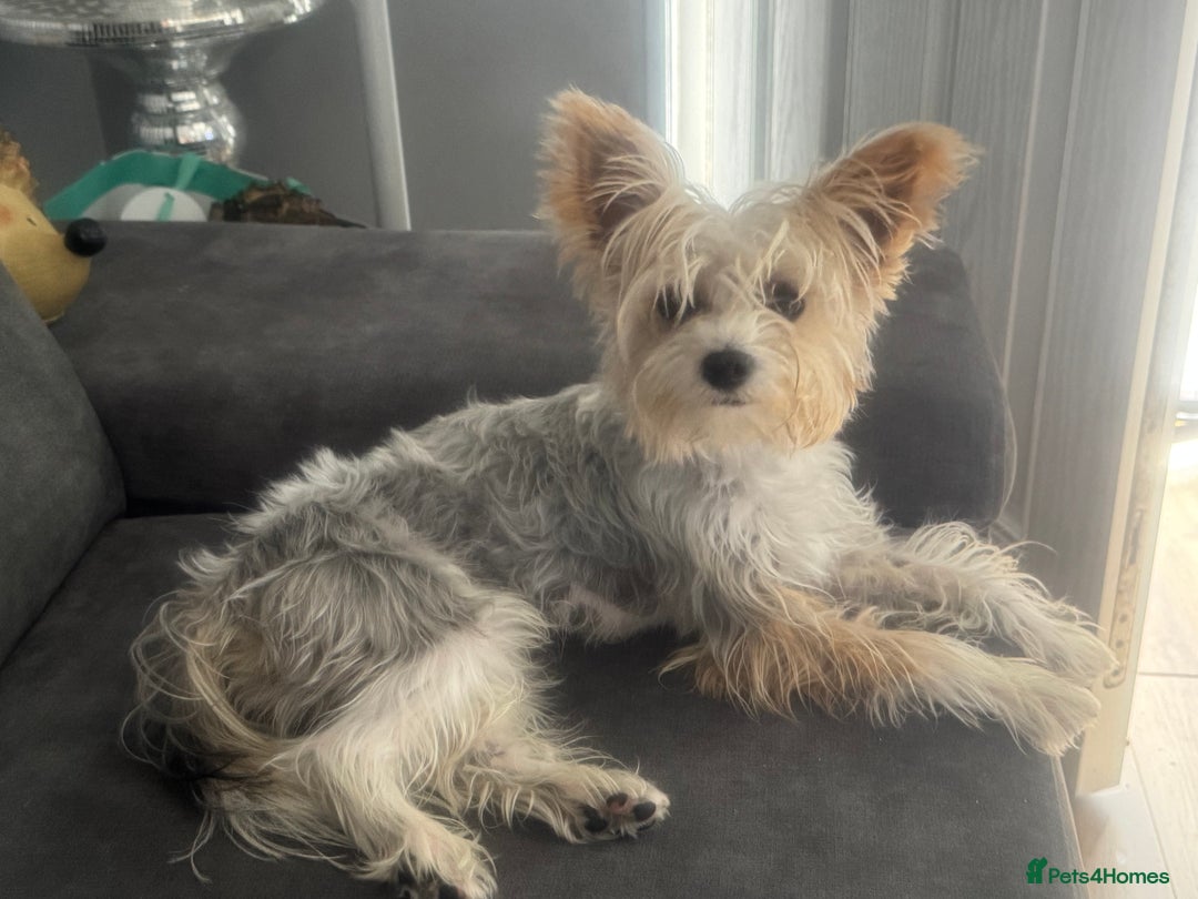 Yorkshire Terrier dogs for sale: Yorkshire terrier  - Image 4