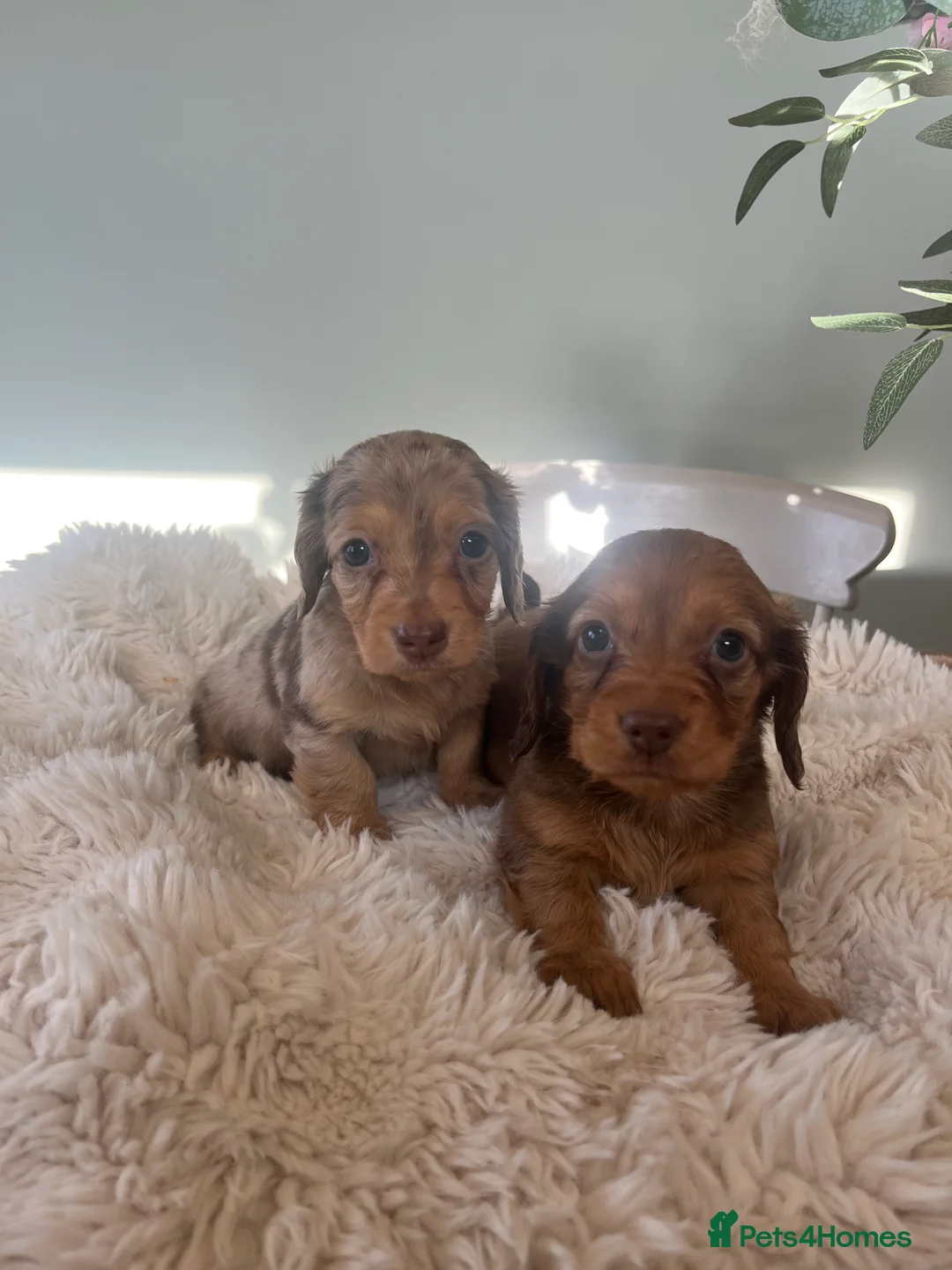 Miniature Dachshund dogs for sale: Mini long haired dachshund pups - Advert 16