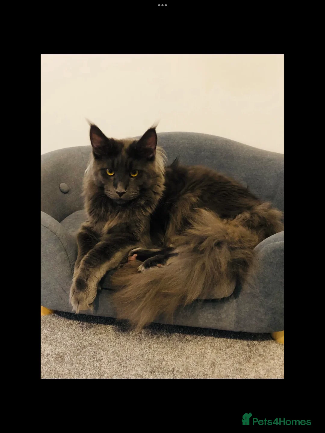 Maine Coon cats for sale: Beautiful GCCF Maine Coons  - Advert 18