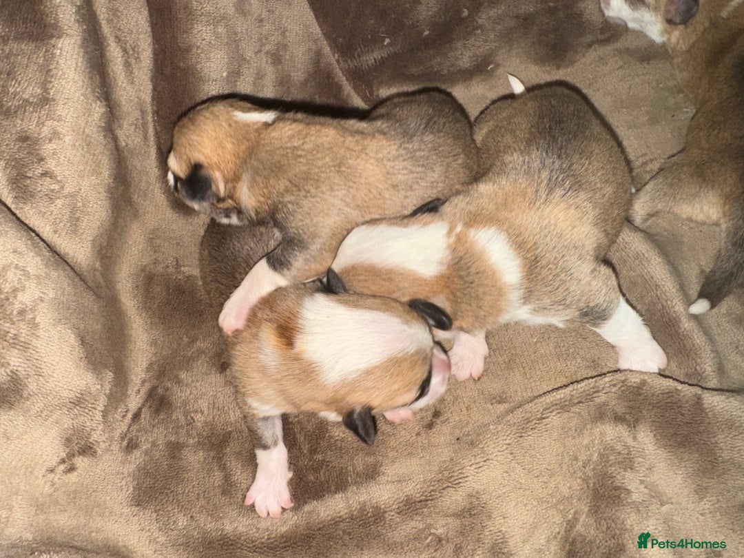 Welsh Corgi Pembroke dogs for sale: Stunning litter of Pembroke corgi puppies - Advert 3