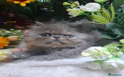 Persian cats for sale: Blue Persian kittens  - Image 14