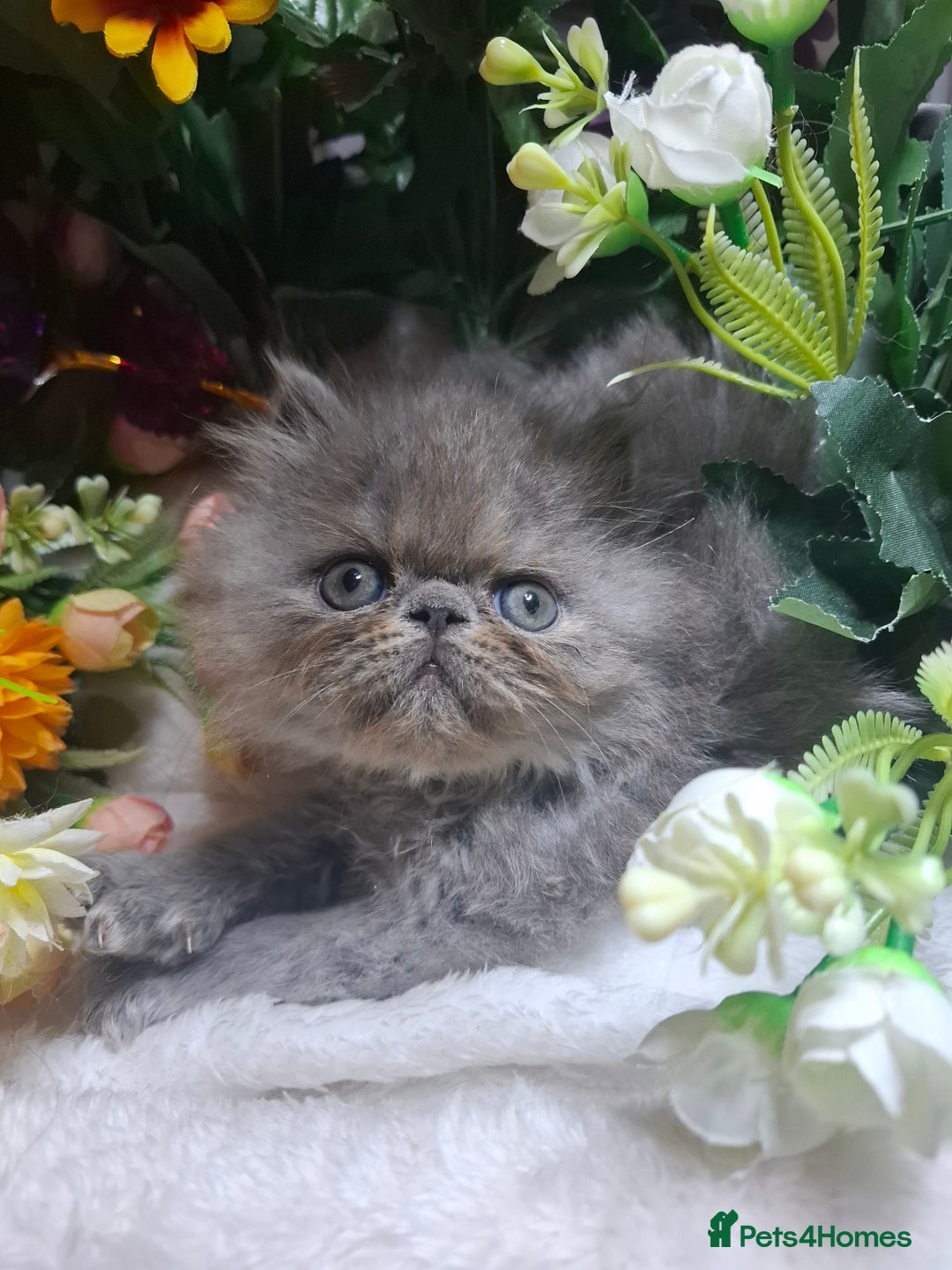 Persian cats for sale: Blue Persian kittens  - Image 14