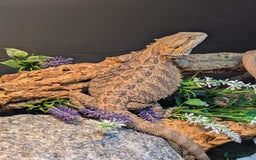 Bearded Dragon reptiles for sale: 11 month old Bearded dragon for rehoming  - Image 4