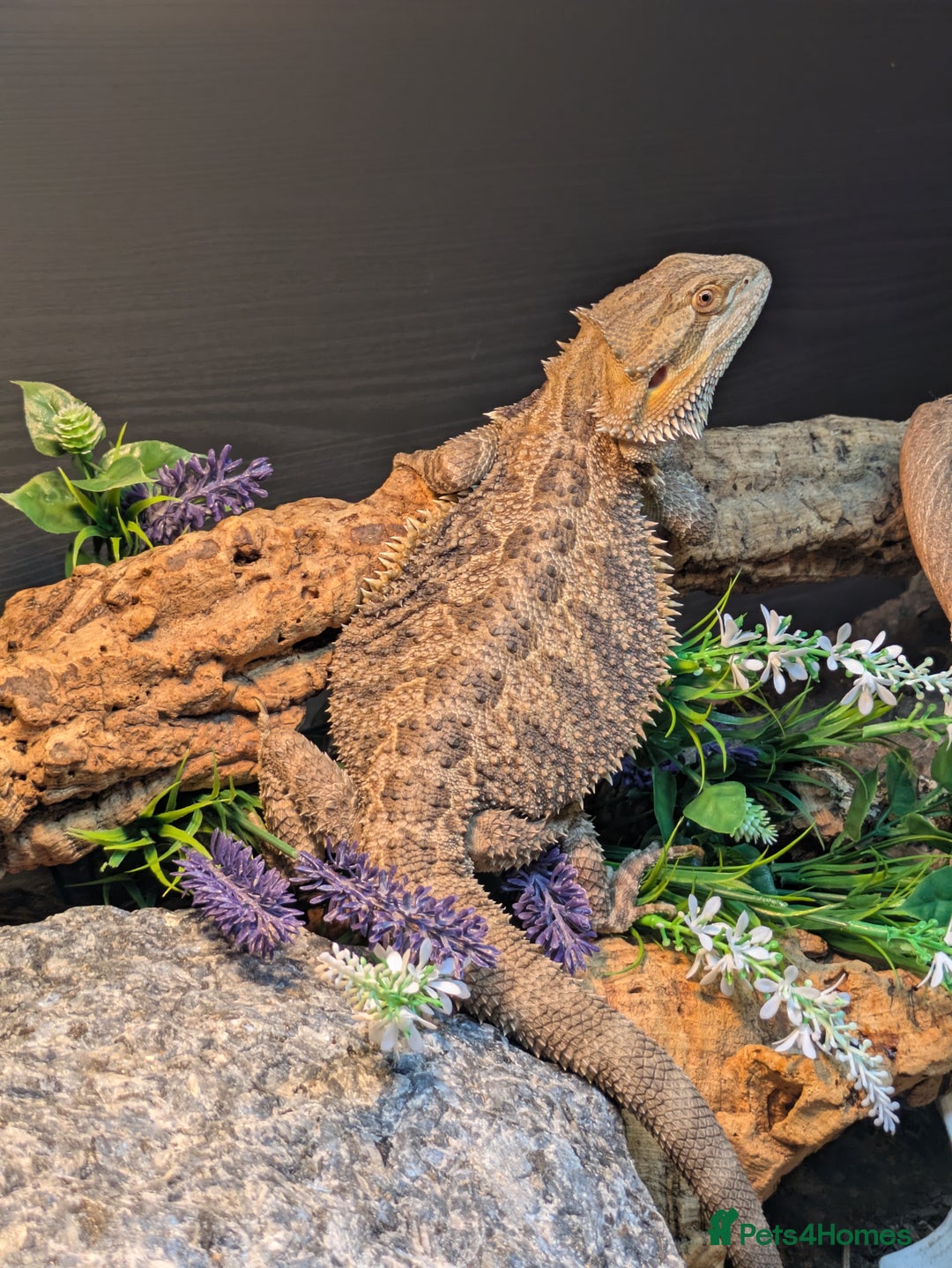 Bearded Dragon reptiles for sale: 11 month old Bearded dragon for rehoming  - Image 4