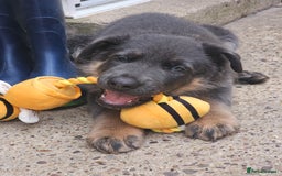 German Shepherd dogs for sale: German shepherd girl BLUE/TAN  in Rugby - Image 2