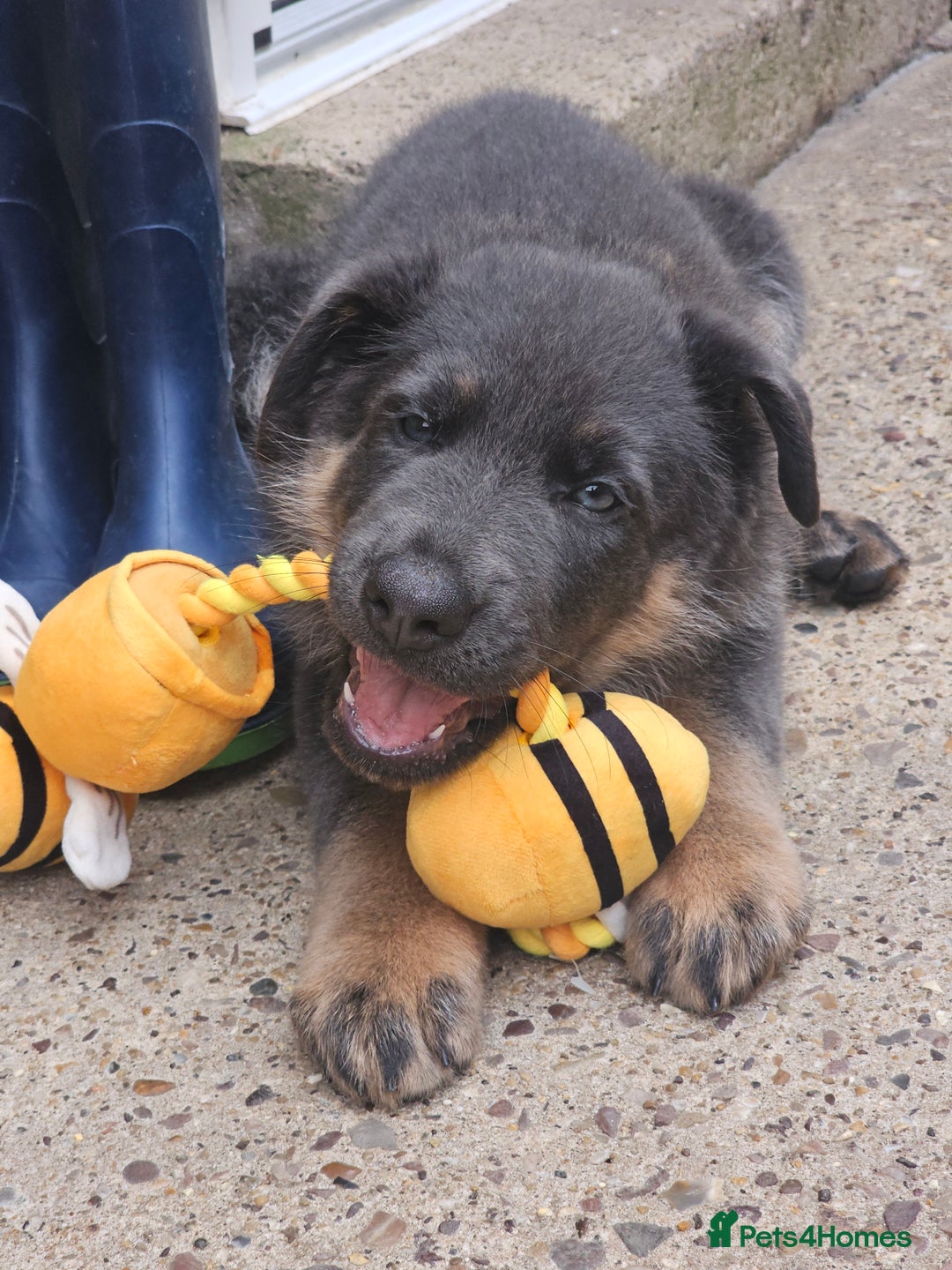 German Shepherd dogs for sale: German shepherd girl BLUE/TAN  in Rugby - Image 2