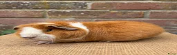 Guinea Pig rodents for sale: Two beautiful sisters  - Advert 4