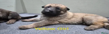 YELLOW GIRL