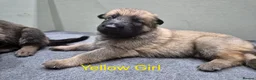 German Shepherd dogs for sale: DDR German Shepherds  - Advert 6