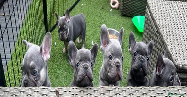 French Bulldog dogs - Advert 7