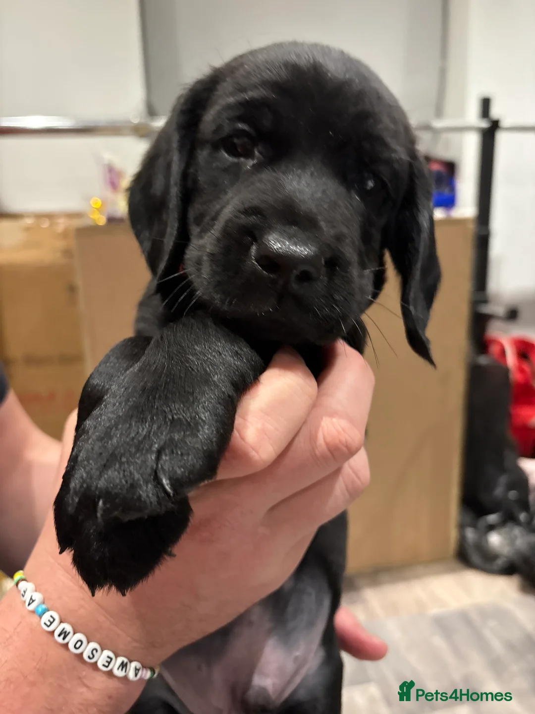 Cockerdor dogs for sale: 6 week old cockerdor puppies  - Advert 12