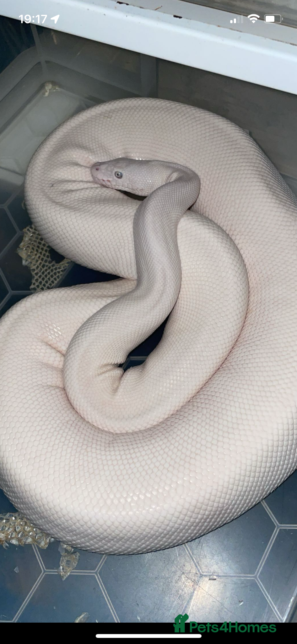 Python Snake reptiles for sale: Ball pythons for new home/s - Advert 3