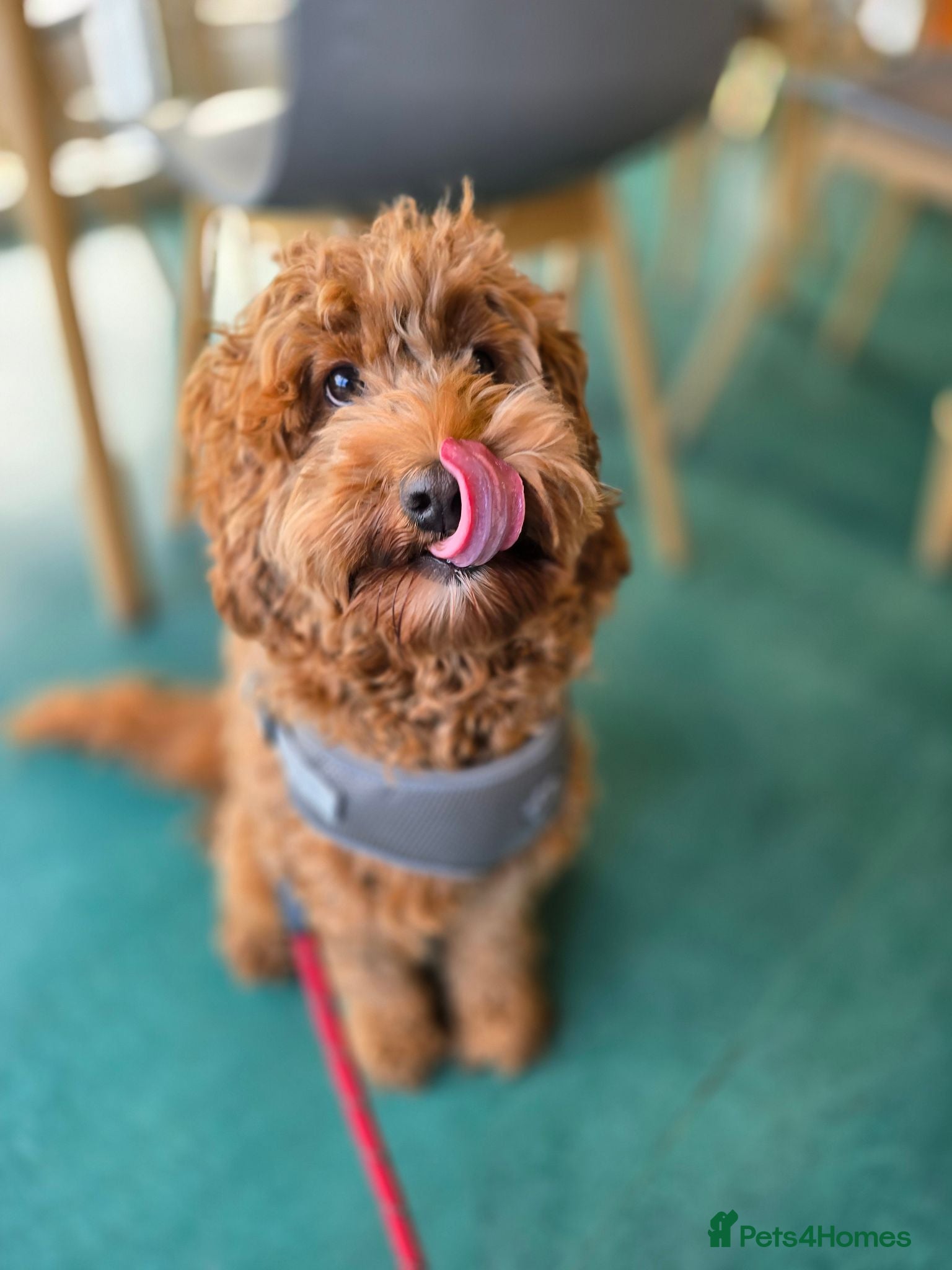 Cockapoo dogs Rehoming our lovely girl - Ora - Advert 1