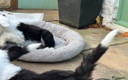 Old English Sheepdog dogs for sale: Kennel Club Reg Old English Sheepdog Puppies - Image 22