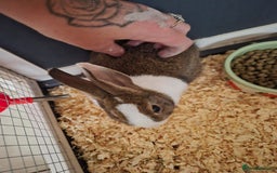Mixed Breed rabbits for sale: Beautiful young rabbit - Image 1