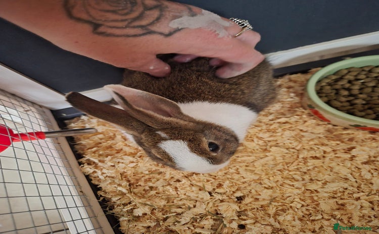 Mixed Breed rabbits - Advert 1