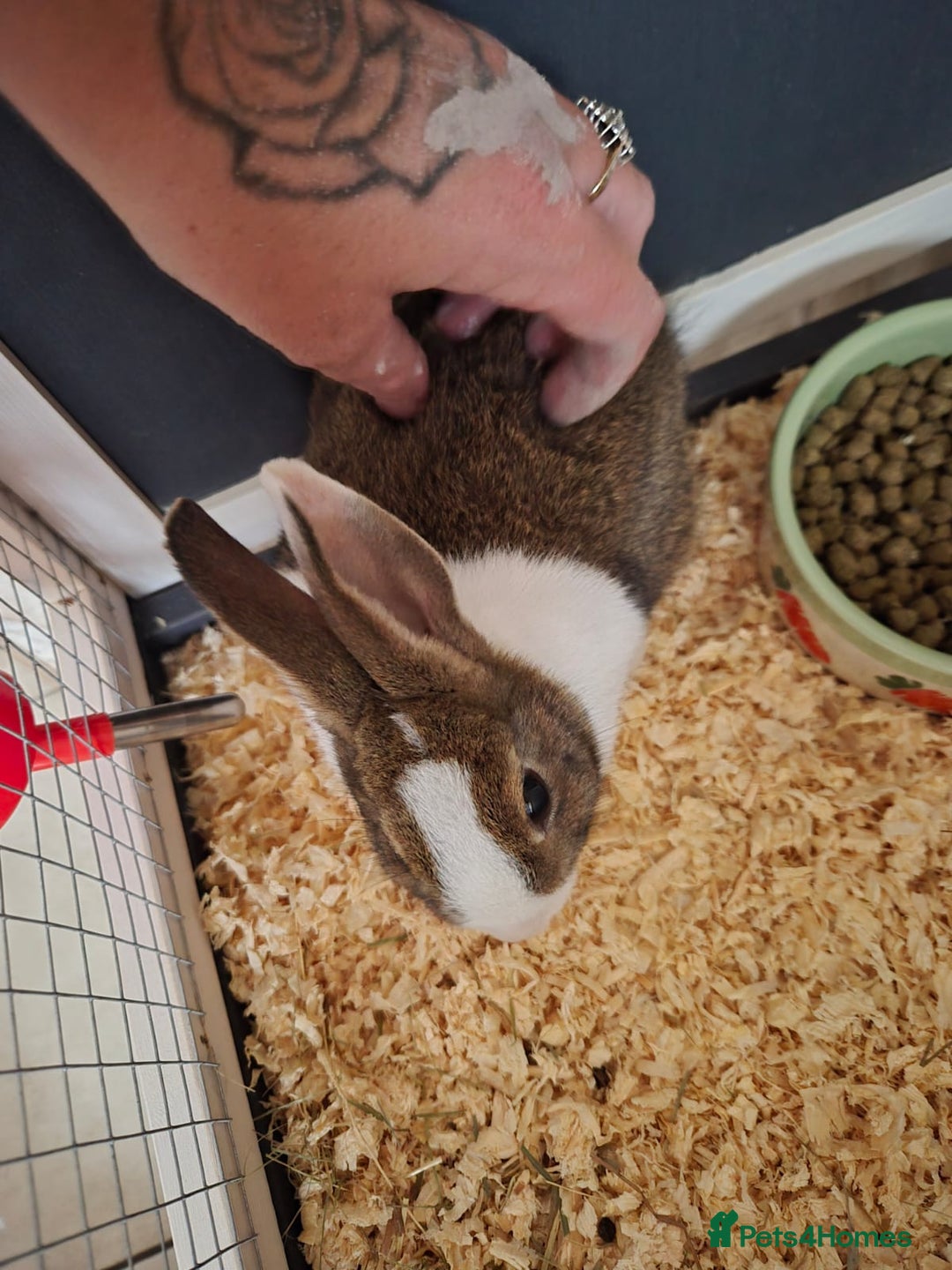 Mixed Breed rabbits for sale: Beautiful young rabbit - Image 1