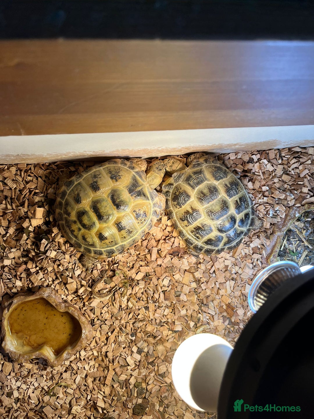 Tortoise reptiles for sale: 2 x tortoise  - Advert 2