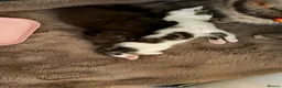 Mixed Breed cats for sale: Two female kittens for sale - Advert 6