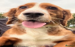 Cocker Spaniel dogs for sale: Beautiful Ruby seeks new home!  - Image 1