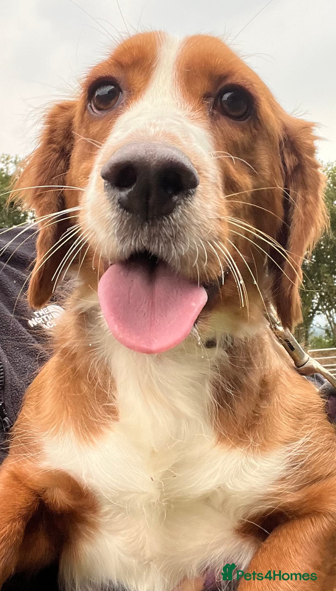 Cocker Spaniel dogs for sale: Beautiful Ruby seeks new home!  - Image 1