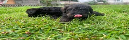 Schnoodle dogs for sale: 🐾 Adorable Schnoodle Puppies 🐾 - Advert 30