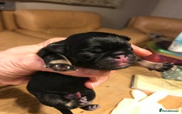 Pug dogs for sale: Platinum pug girls vaccinated Insured microchipped - Image 3