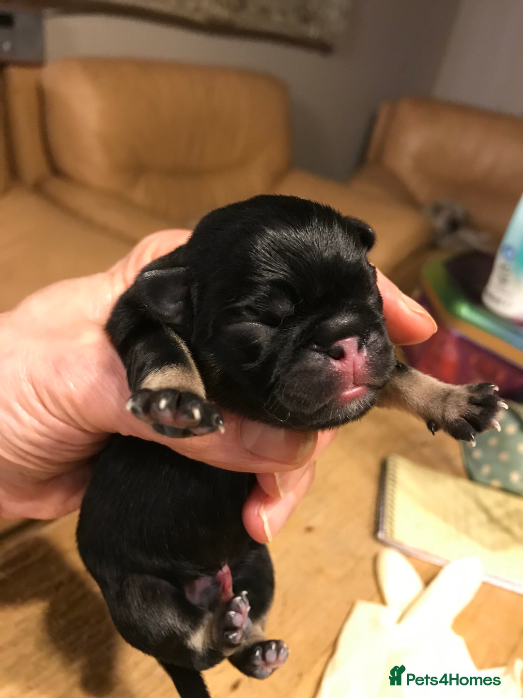 Pug dogs for sale: Platinum pug girls vaccinated Insured microchipped - Image 3