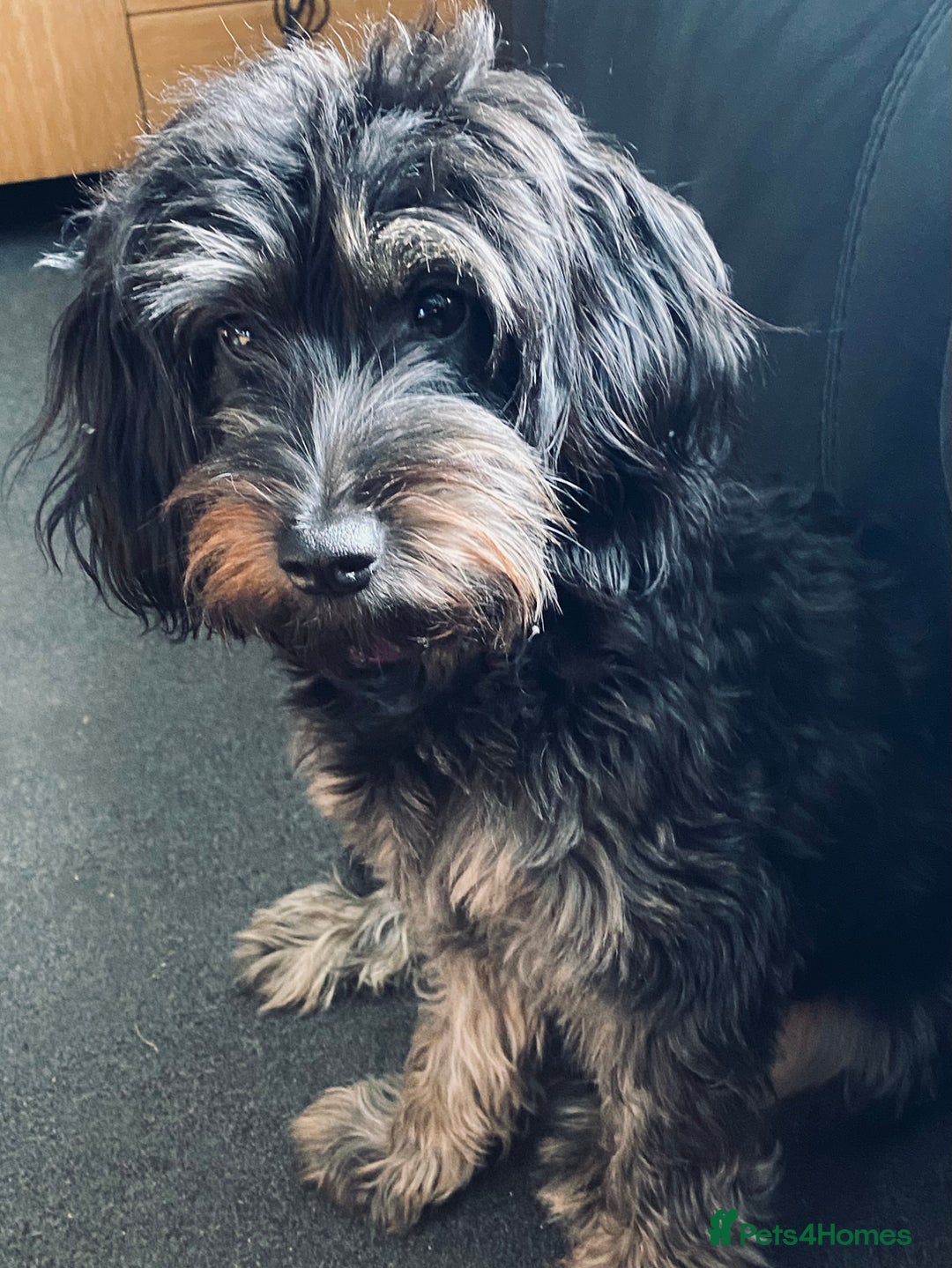 Cockapoo dogs for sale: 6 Year old Cockapoo for sale to a good home - Advert 1