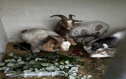 Goats livestock for sale: Family of 4 goats  - Image 1