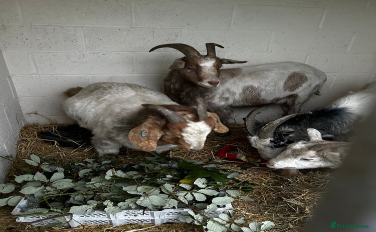 Goats livestock - Advert 3