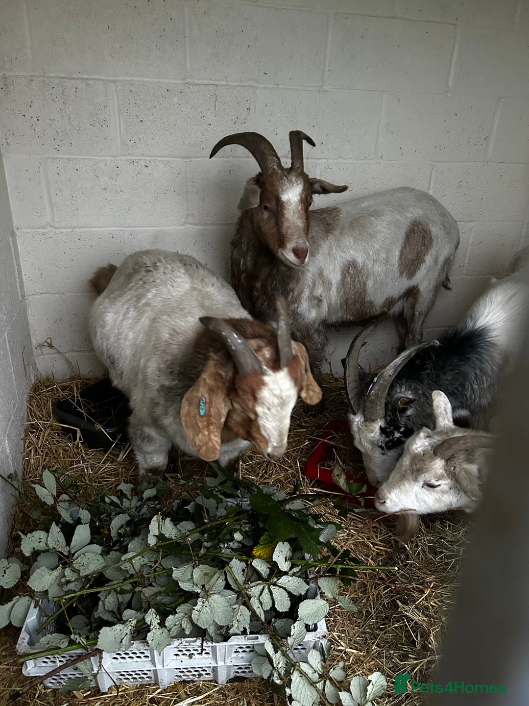 Goats livestock for sale: Family of 4 goats  - Image 1