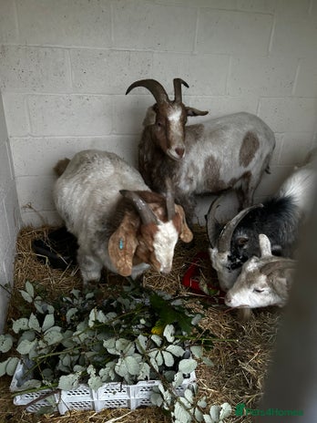 Goats livestock - Advert 3
