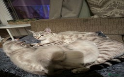 Ragdoll cats for sale: Adorable Ragdoll X Snow Bengal Kittens - Advert 12