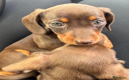 Miniature Dachshund dogs for sale: Miniature dachshunds - Image 36