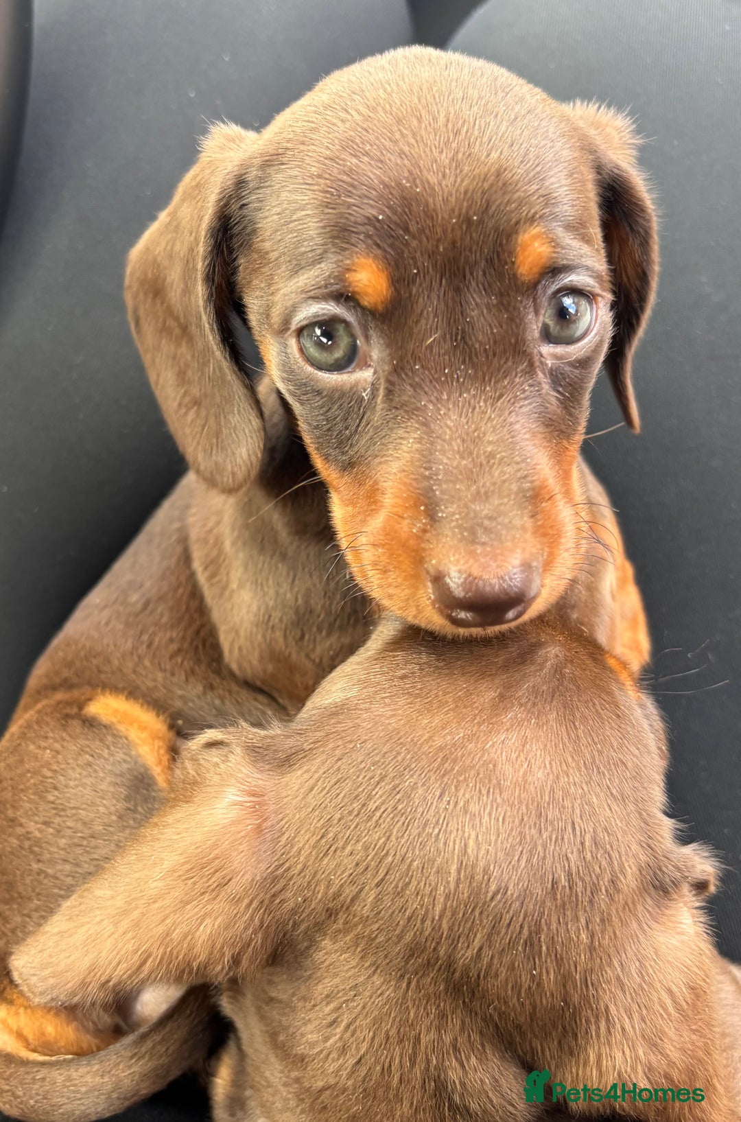 Miniature Dachshund dogs for sale: Miniature dachshunds - Image 36