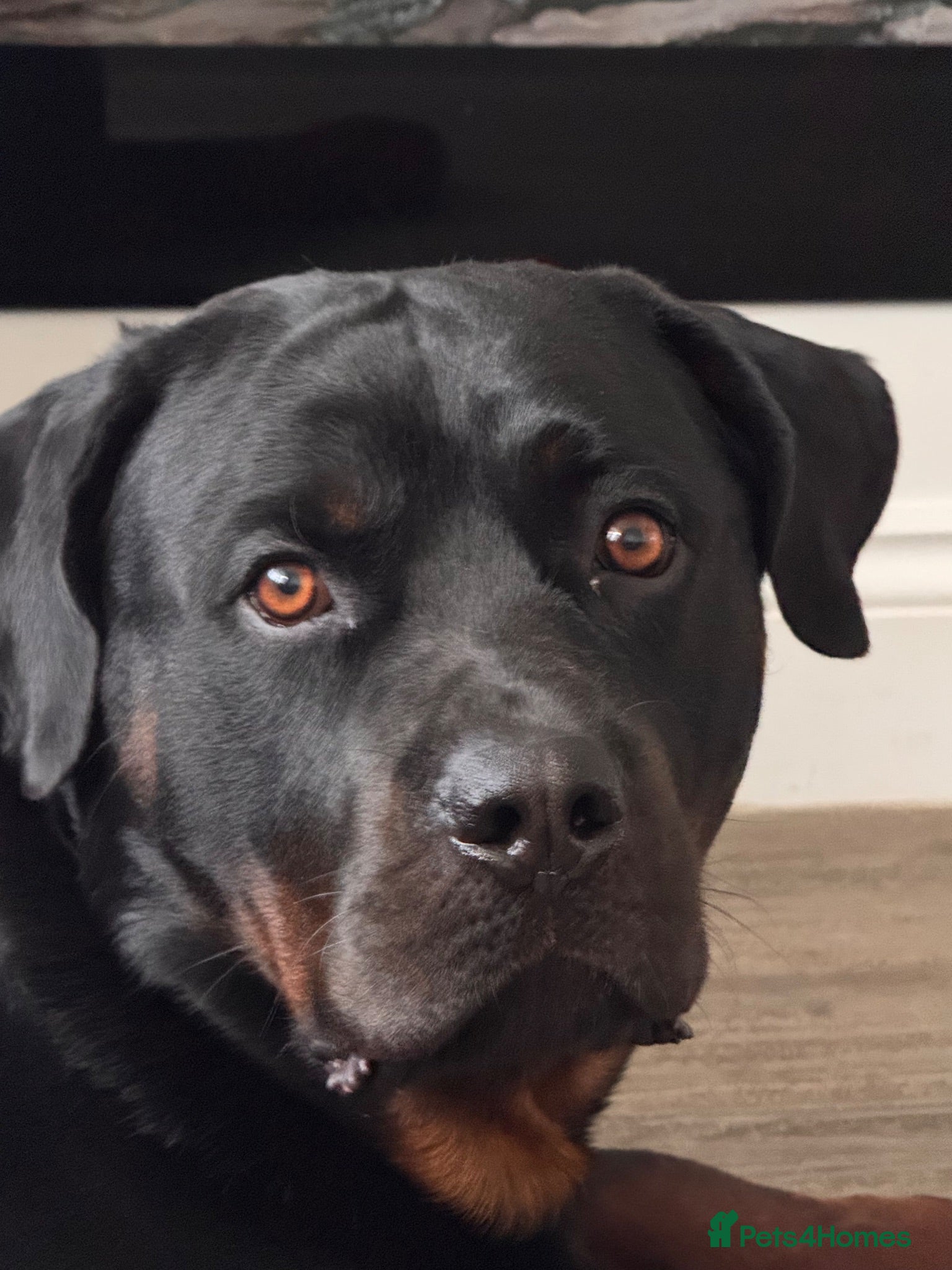 Rottweiler dogs KC Rottweiler for stud - Advert 1