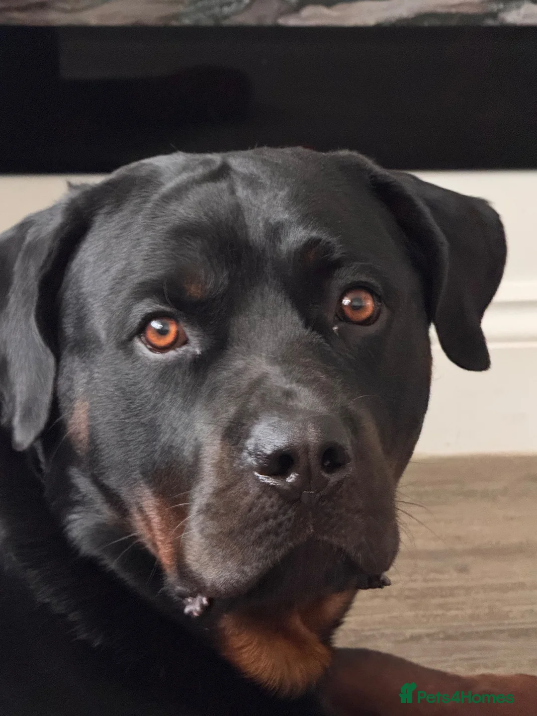 Rottweiler dogs for stud: KC Rottweiler for stud - Advert 1
